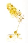 Cedestis gysseleniella