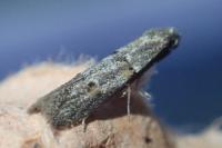 Symmocoides oxybiella