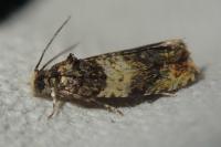 Celypha aurofasciana