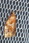 Archips xylosteana