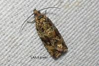 Celypha cespitana