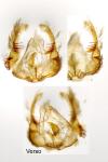 Celypha cespitana