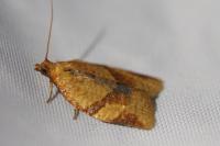 Clepsis consimilana