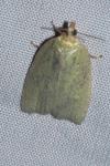 Tortrix viridana