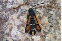 Pyropteron chrysidiforme