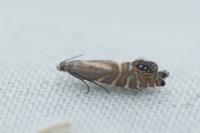 Glyphipterix thrasonella