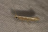 Plutella xylostella