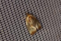 Eulia ministrana