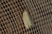Tortrix viridana