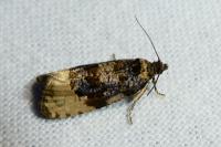 Hedya ochroleucana