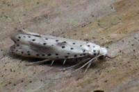 Yponomeuta irrorella