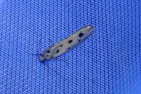 Ethmia dodecea