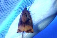 Archips podana
