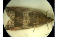 Ancylis achatana