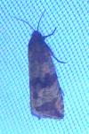 Celypha striana
