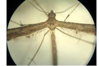 Amblyptilia acanthadactyla