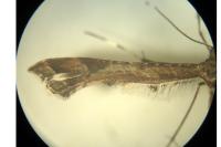Amblyptilia acanthadactyla