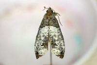 Notocelia roborana