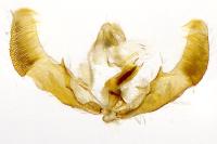 Notocelia roborana