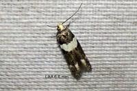 Recurvaria leucatella