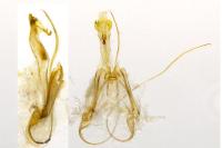 Recurvaria leucatella