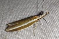Pleurota aristella