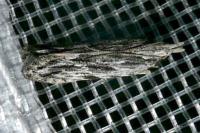 Anarsia innoxiella