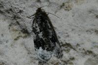 Apotomis turbidana