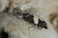 Recurvaria leucatella