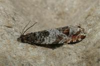Ancylis achatana