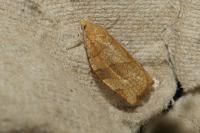 Pandemis cerasana