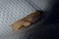 Paramesia gnomana