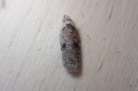 Agonopterix
