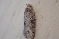 Agonopterix