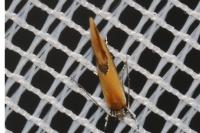 Batia lunaris