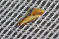 Batia lunaris