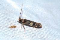 Oegoconia