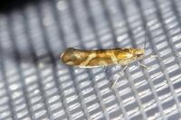 Argyresthia goedartella