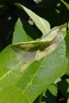 Choreutis nemorana