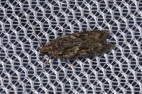 Gelechia muscosella