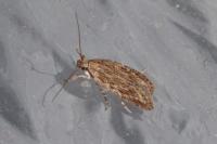 Depressaria