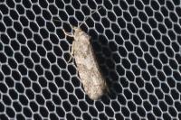 Cnephasia