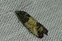 Spilonota ocellana