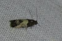Spilonota ocellana