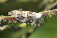 Olethreutes micana