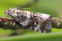 Olethreutes micana