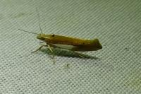 Ypsolopha parenthesella