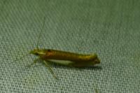 Ypsolopha parenthesella
