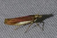 Ypsolopha parenthesella