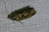 Zeiraphera isertana